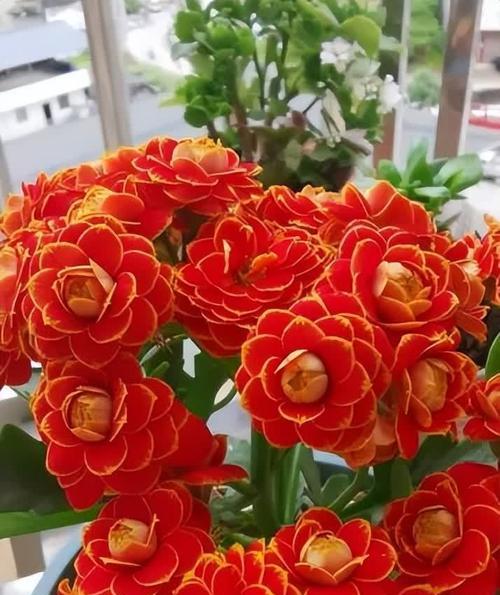 长寿花寓意着什么？如何选择寓意长寿的花卉？