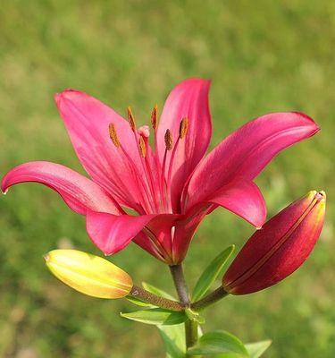老公送红色百合花有何寓意？