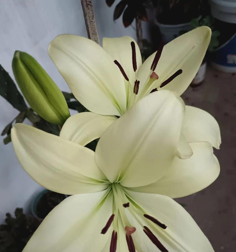 百色百合花的花语和寓意是什么？