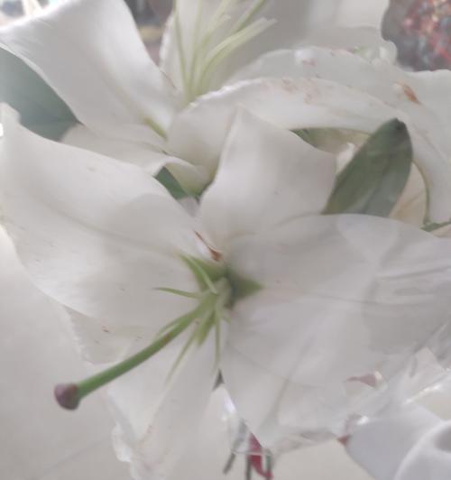 百色百合花的花语和寓意是什么？