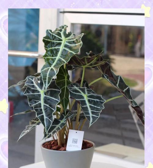 海芋绿植手捧花代表什么？