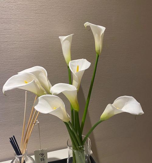 海芋绿植手捧花代表什么？