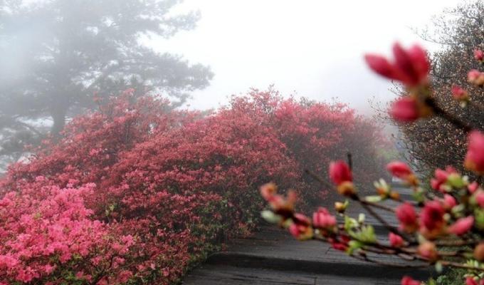 “花动一山春色”这句话的含义是什么？