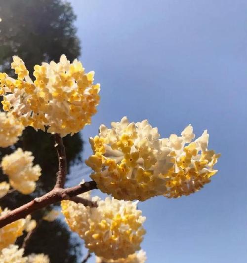 黄色花象征坚强有哪些例子？黄色花的坚强花语是什么？