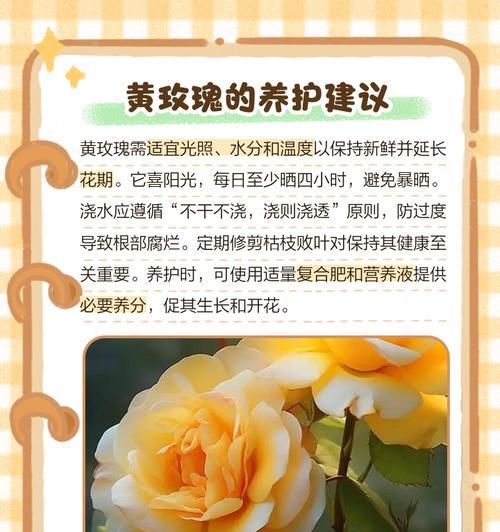 黄色花象征坚强有哪些例子？黄色花的坚强花语是什么？