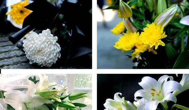 清明节有哪些象征性的花卉？它们各自代表什么意义？