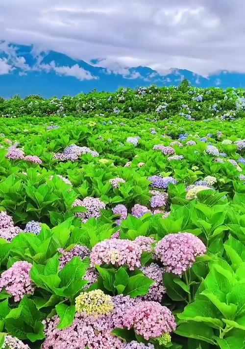 清明节有哪些象征性的花卉？它们各自代表什么意义？