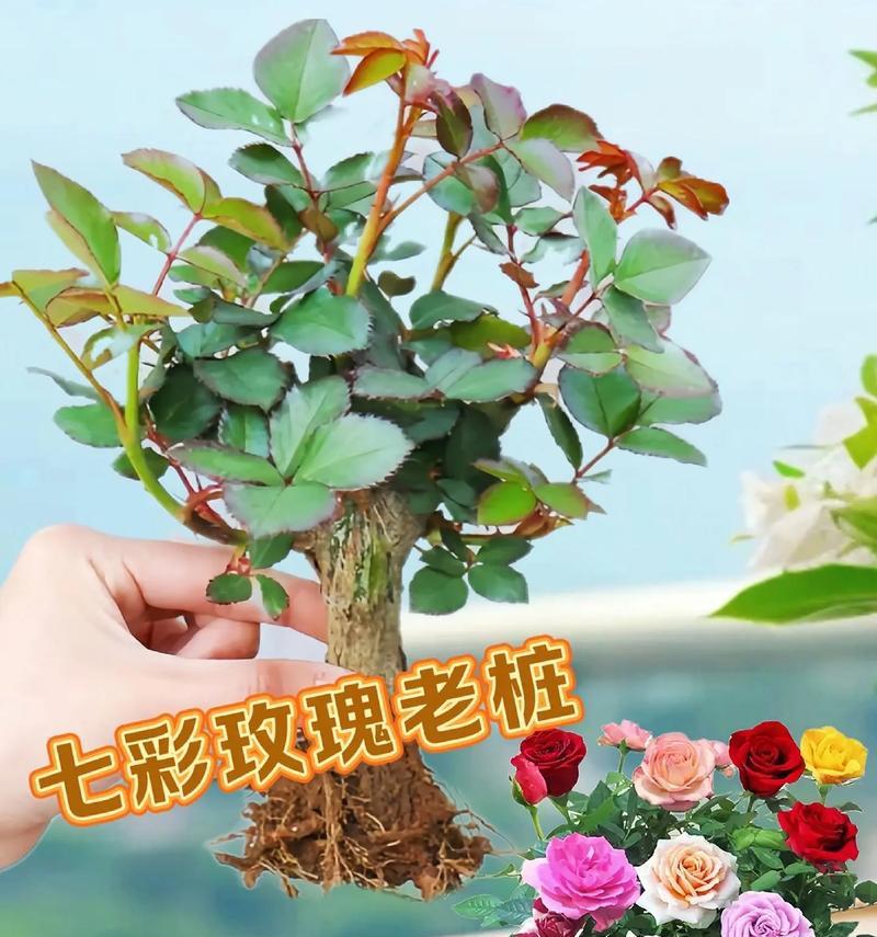 多种颜色的玫瑰花寓意分别是什么？各颜色玫瑰代表什么？