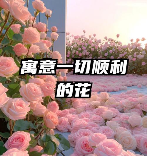 多种颜色的玫瑰花寓意分别是什么？各颜色玫瑰代表什么？