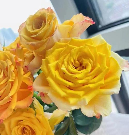 奶橘色花代表什么？奶橘色花语有何寓意？