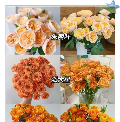 奶橘色花代表什么？奶橘色花语有何寓意？