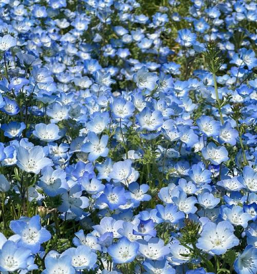蓝色西林草的花语是什么？它象征着什么？