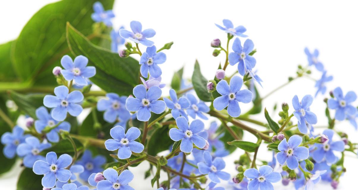 蓝色西林草的花语是什么？它象征着什么？