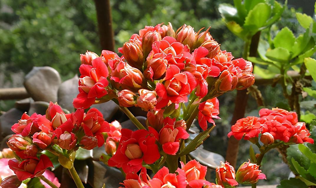 寓意吉祥且无刺的花是什么？吉祥且无刺的花有哪些？