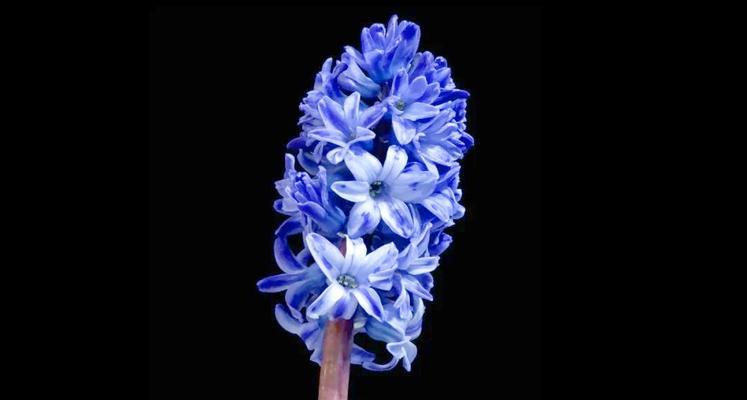 胜利寓意的花是什么颜色？哪种颜色的花代表胜利？
