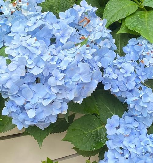 蓝色花代表什么精神品质？蓝色花的象征意义是什么？
