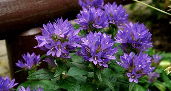 象征爱情的草花有哪些？它们的花语是什么？