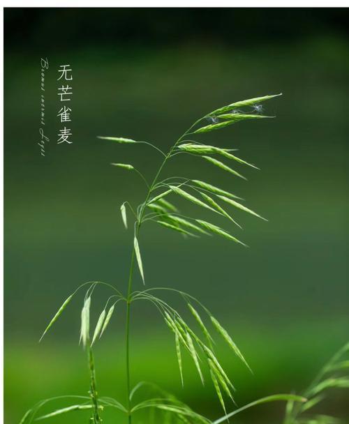 象征爱情的草花有哪些？它们的花语是什么？