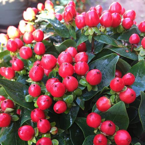 棉花红豆手捧花代表什么？棉花红豆手捧花的寓意是什么？
