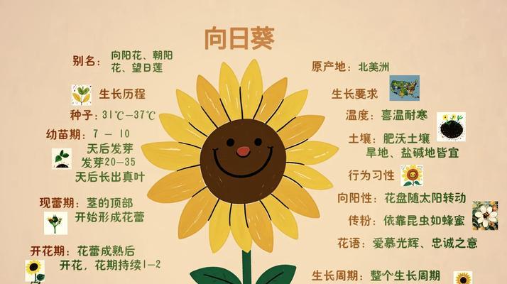 手捧花与太阳花的寓意有何不同？