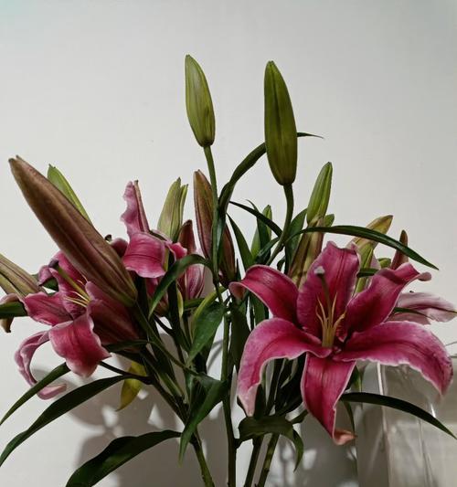 粉色和黑色花搭配的寓意是什么？这种搭配有何特殊含义？
