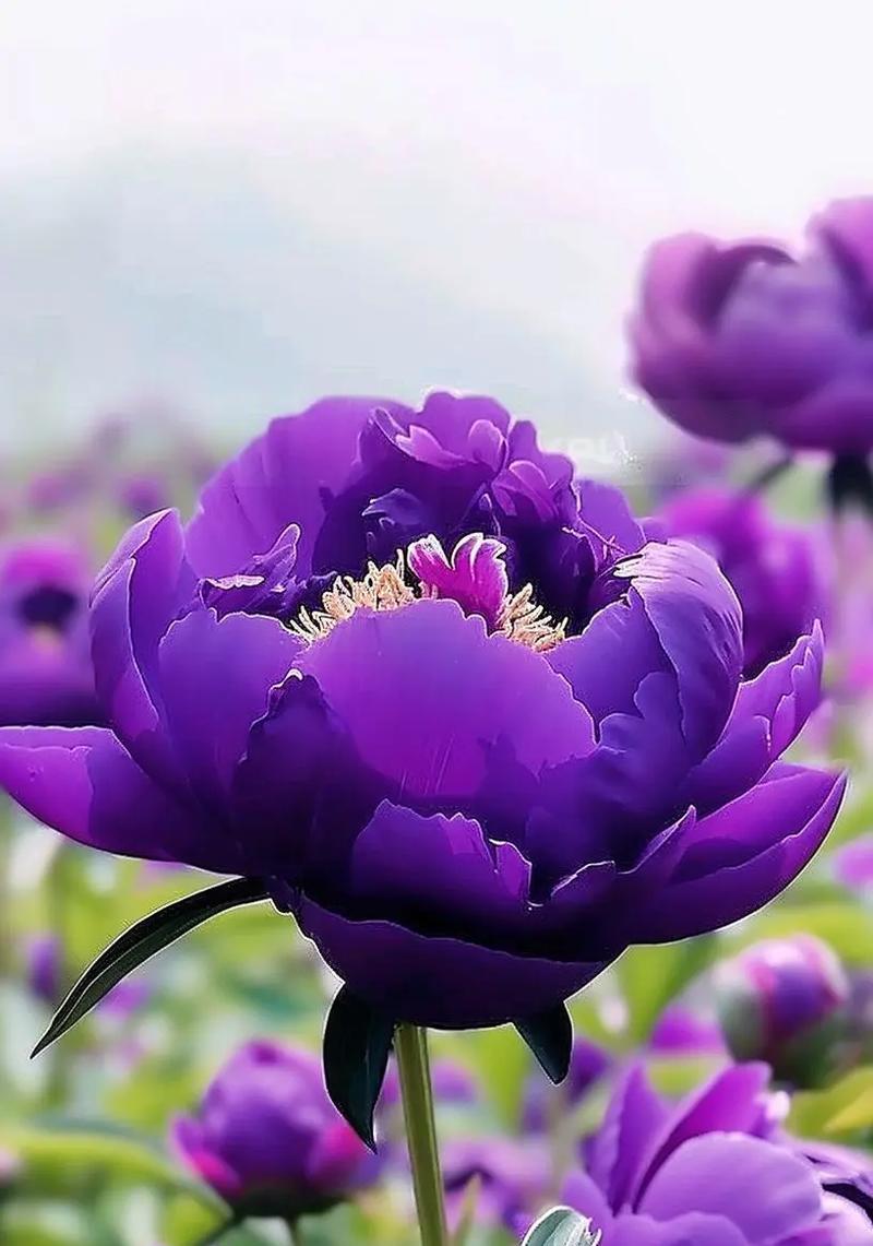 哪些花象征吉祥与华贵？