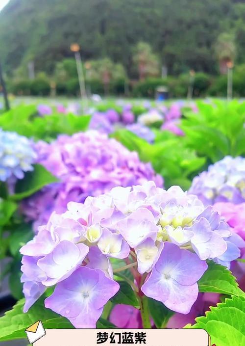 紫兰色绣球花有什么寓意？它象征着什么？