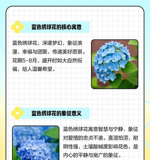 紫兰色绣球花有什么寓意？它象征着什么？
