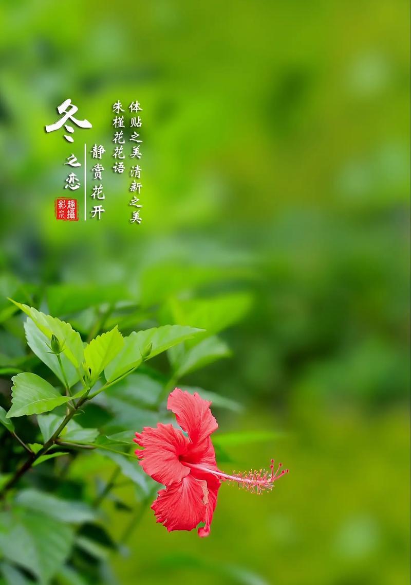 寓意是万事如意的花有哪些？万事如意的花在花语中代表什么？