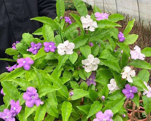 双色茉莉花有什么含义和象征？