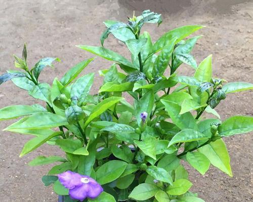 双色茉莉花有什么含义和象征？