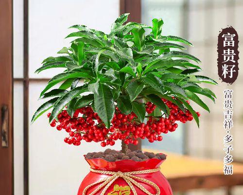 富贵子手捧花象征什么？手捧花的寓意有哪些？