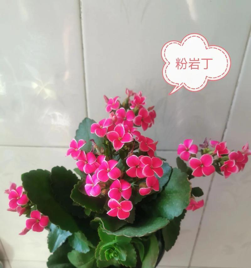 柠檬长寿花的花语和寓意是什么？