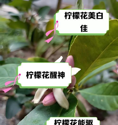 柠檬长寿花的花语和寓意是什么？