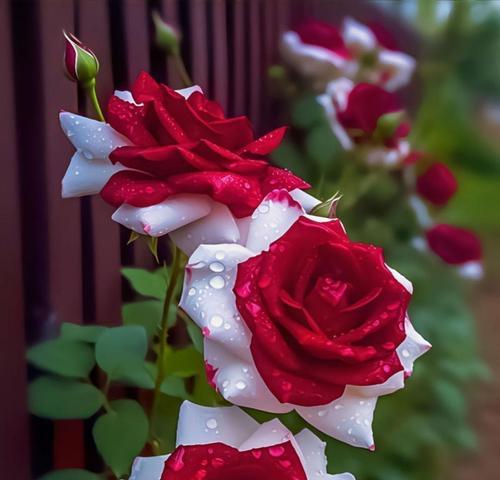 过节时应该送什么花？节日花语有哪些特别含义？