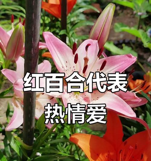 什么花有爱情象征意义？