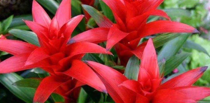哪些鲜花寓意着好运？