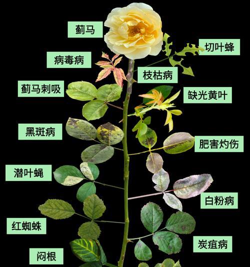黑色月季花的数量与寓意有何关系？它们象征着什么？
