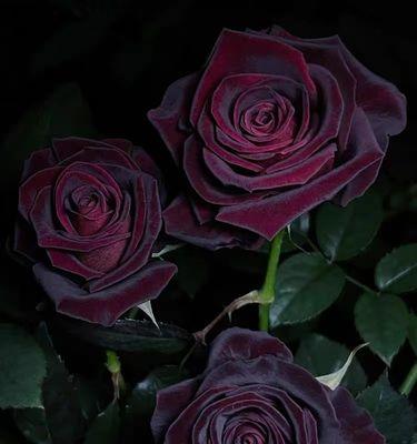 黑色月季花的数量与寓意有何关系？它们象征着什么？
