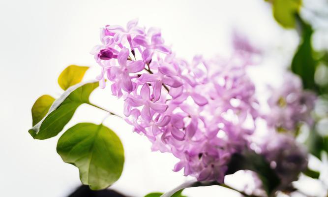 古代象征健康的花有哪些？它们在现代的意义是什么？
