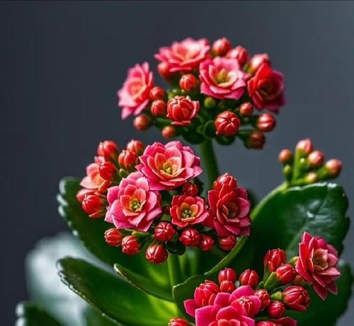 古代象征健康的花有哪些？它们在现代的意义是什么？