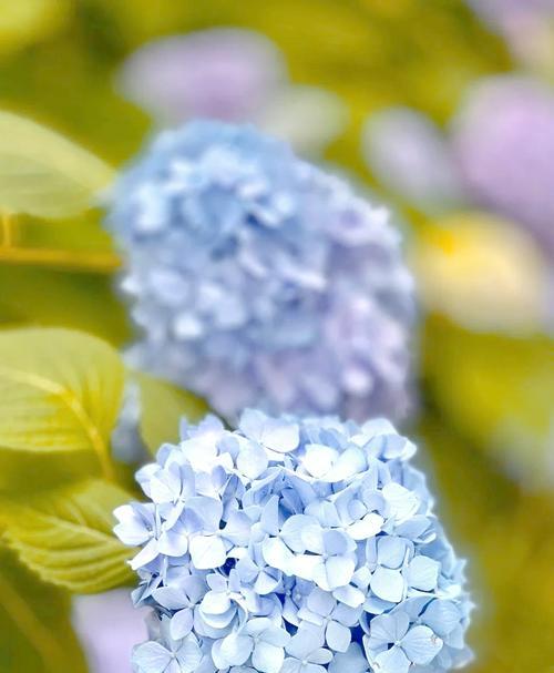 蓝色绣球花的寓意是什么？蓝色绣球花的花语有哪些？