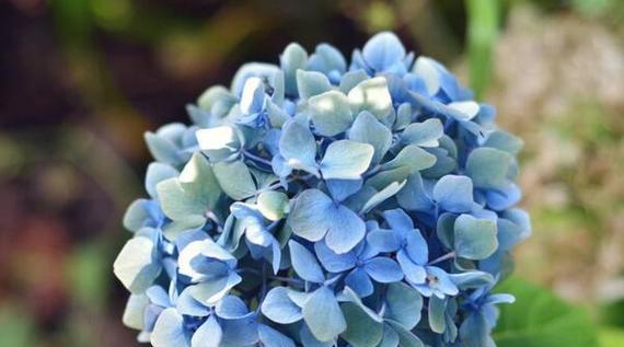 蓝色绣球花的寓意是什么？蓝色绣球花的花语有哪些？