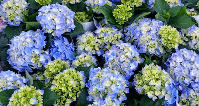 蓝色绣球花的寓意是什么？蓝色绣球花的花语有哪些？
