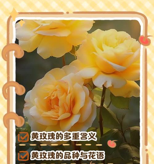 各色玫瑰花的寓意是什么？各色玫瑰花代表什么？
