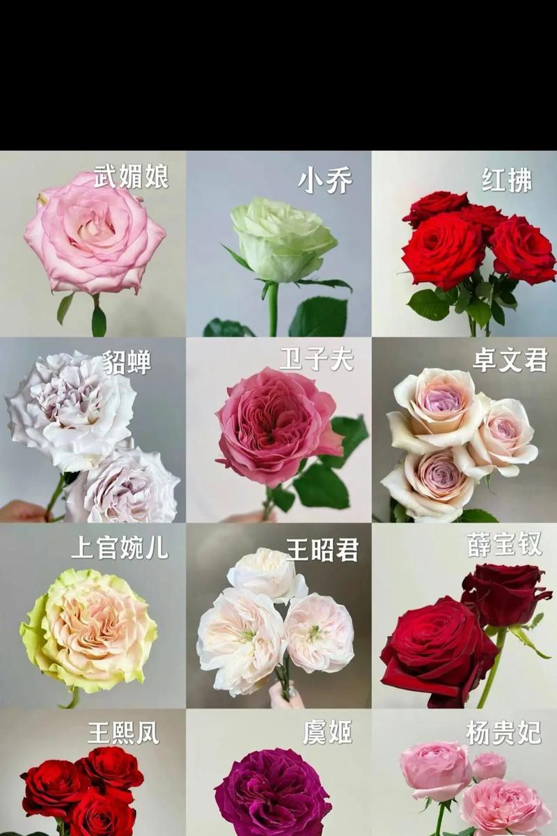 各色玫瑰花的寓意是什么？各色玫瑰花代表什么？
