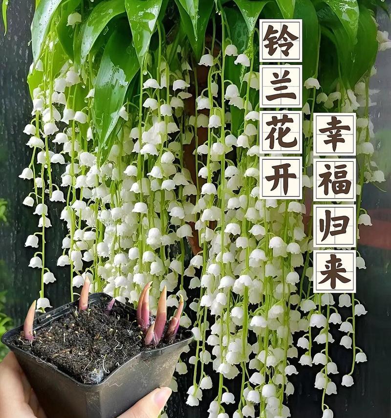 哪些花象征着家庭幸福和和谐？