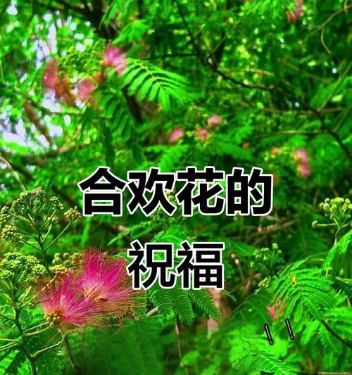 哪些花象征着家庭幸福和和谐？