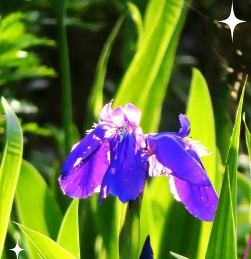满族象征爱情的花是什么？