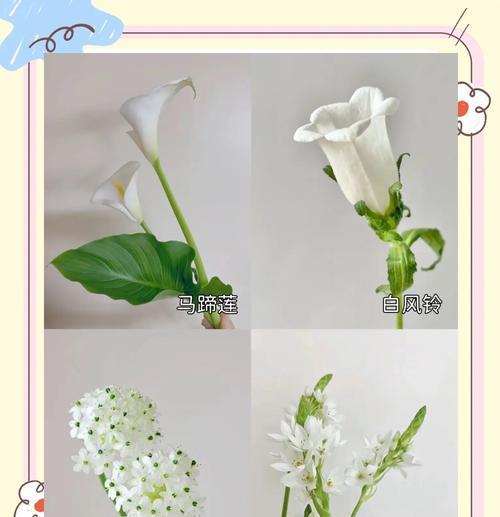 传统花卉有哪些寓意？传统花的象征意义是什么？